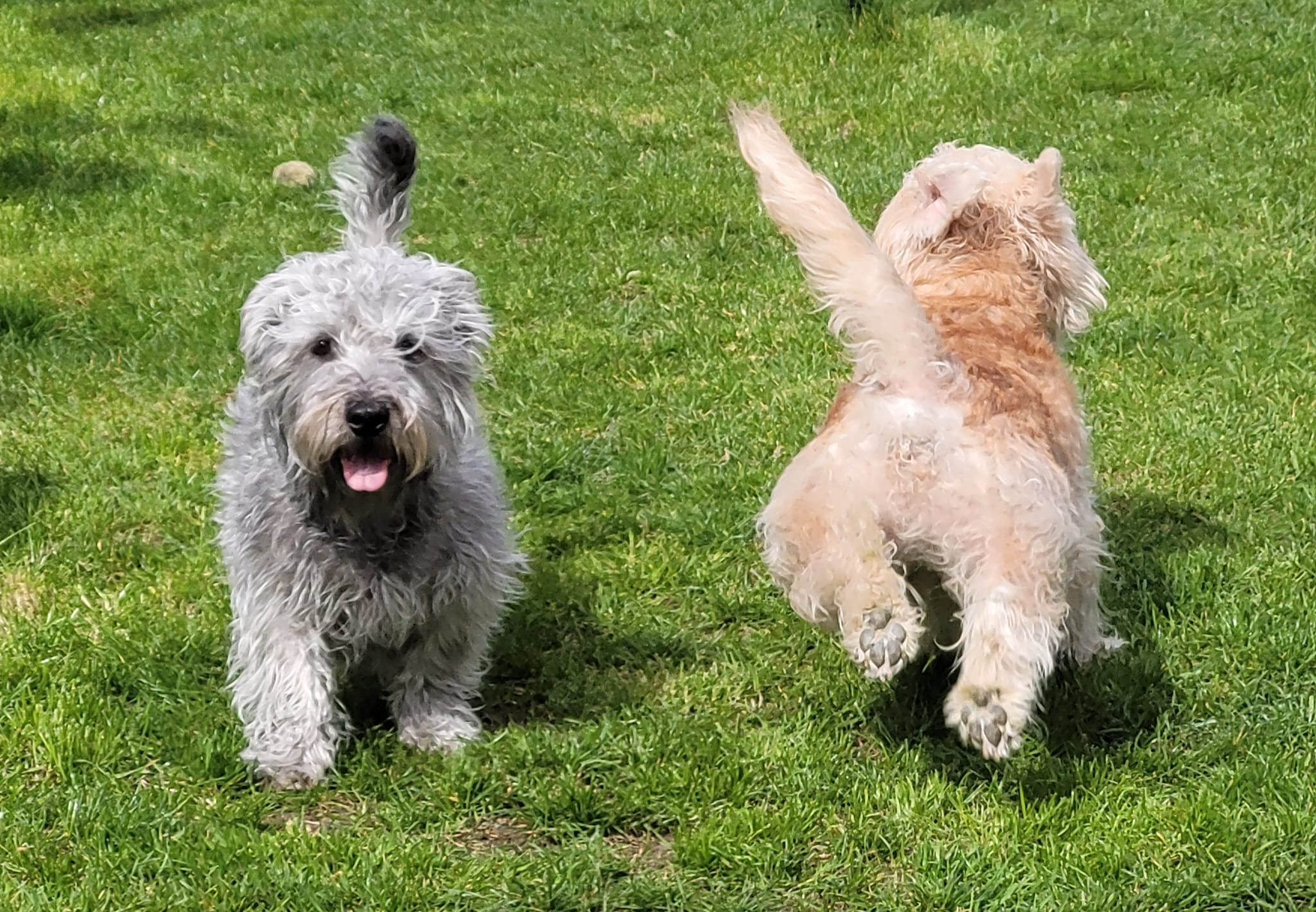 Two Glen of Imaal Terriers running on the grass